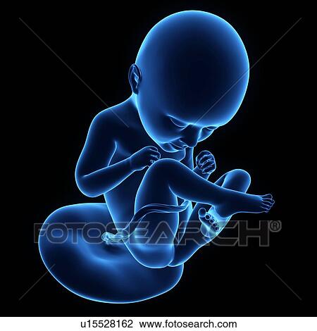 Stock Image - Human foetus age 31 weeks. Fotosearch