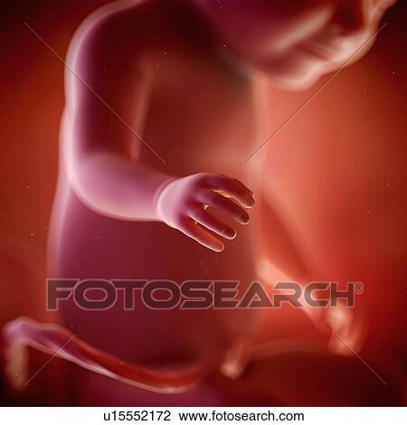 Stock Image - Human foetus age 31 weeks. Fotosearch