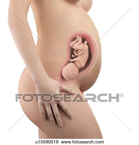 Stock Photo - Human foetus age 31 weeks. Fotosearch