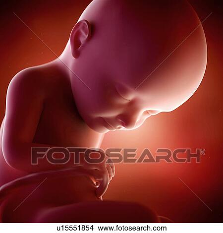 Picture - Human foetus age 32 weeks. Fotosearch