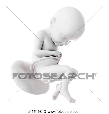 Human foetus age 32 weeks View Large Photo Image Stock Image - Human foetus age 32 weeks. Fotosearch