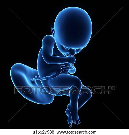 Human foetus age 32 weeks View Large Photo Image Stock Photo - Human foetus age 32 weeks. Fotosearch