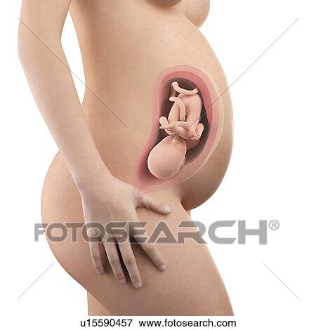Stock Photo - Human foetus age 32 weeks. Fotosearch