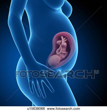 Stock Photograph - Human foetus age 32 weeks. Fotosearch