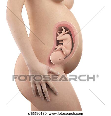 Stock Image - Human foetus age 33 weeks. Fotosearch
