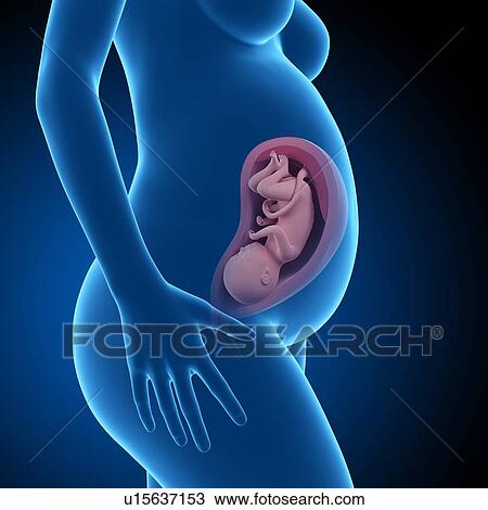 Human foetus age 33 weeks View Large Photo Image Stock Image - Human foetus age 33 weeks. Fotosearch