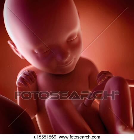 Stock Photo - Human foetus age 33 weeks. Fotosearch