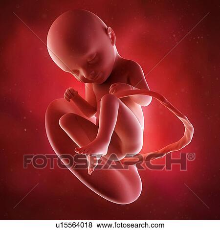 Stock Photo - Human foetus age 33 weeks. Fotosearch