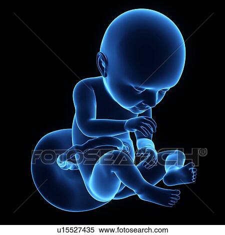 Stock Photography - Human foetus age 33 weeks. Fotosearch