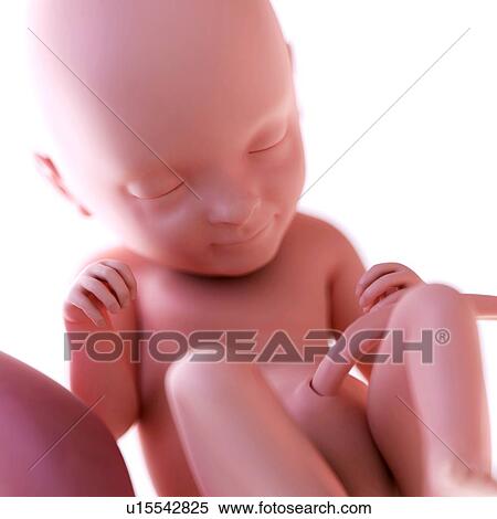 Stock Photography - Human foetus age 33 weeks. Fotosearch