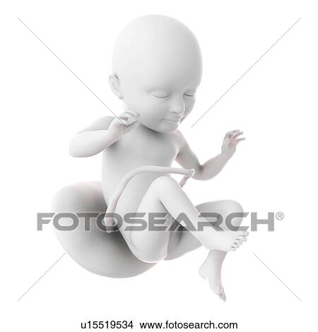 Human foetus age 34 weeks View Large Photo Image Picture - Human foetus age 34 weeks. Fotosearch