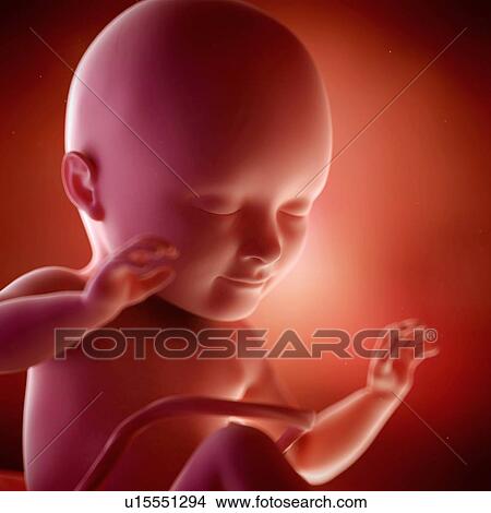Human foetus age 34 weeks View Large Photo Image Picture - Human foetus age 34 weeks. Fotosearch
