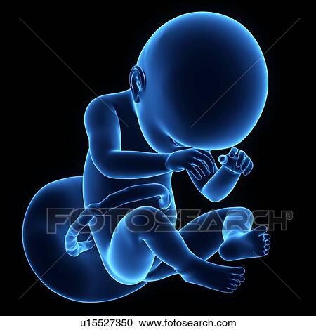 Human foetus age 34 weeks View Large Photo Image Stock Image - Human foetus age 34 weeks. Fotosearch
