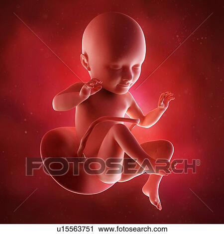 Stock Image - Human foetus age 34 weeks. Fotosearch