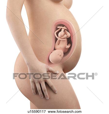 Human foetus age 34 weeks View Large Photo Image Stock Photo - Human foetus age 34 weeks. Fotosearch