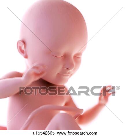 Human foetus age 34 weeks View Large Photo Image Stock Photography - Human foetus age 34 weeks. Fotosearch