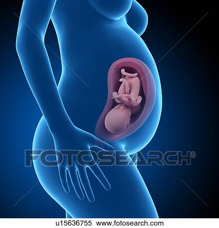 Human foetus age 34 weeks View Large Photo Image Stock Photography - Human foetus age 34 weeks. Fotosearch