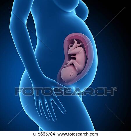 Picture - Human foetus age 35 weeks. Fotosearch