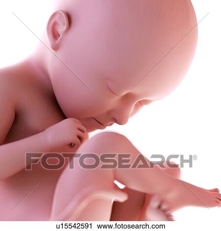 Stock Image - Human foetus age 35 weeks. Fotosearch