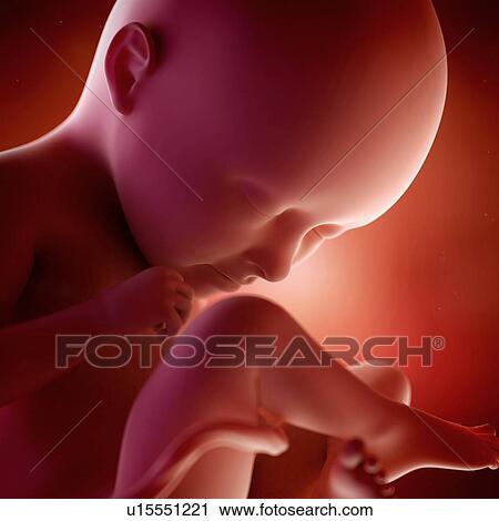 Human foetus age 35 weeks View Large Photo Image Stock Image - Human foetus age 35 weeks. Fotosearch