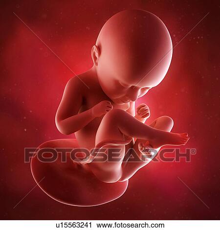 Stock Image - Human foetus age 35 weeks. Fotosearch