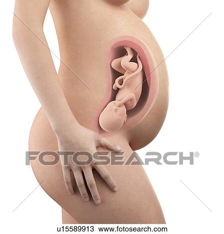Stock Image - Human foetus age 35 weeks. Fotosearch