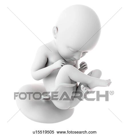 Stock Photography - Human foetus age 35 weeks. Fotosearch