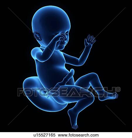 Stock Photography - Human foetus age 35 weeks. Fotosearch