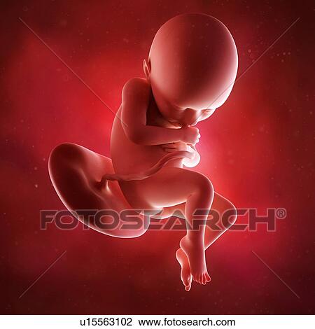 Stock Image - Human foetus age 36 weeks. Fotosearch