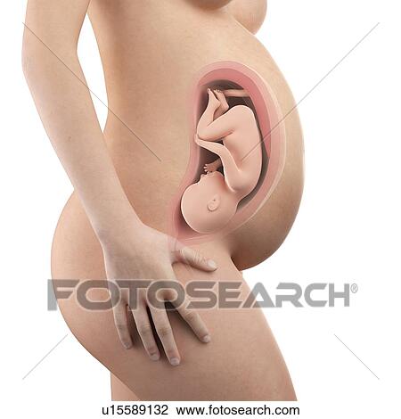 Stock Image - Human foetus age 36 weeks. Fotosearch