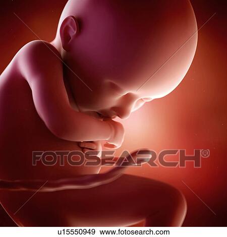Human foetus age 36 weeks View Large Photo Image Stock Photo - Human foetus age 36 weeks. Fotosearch