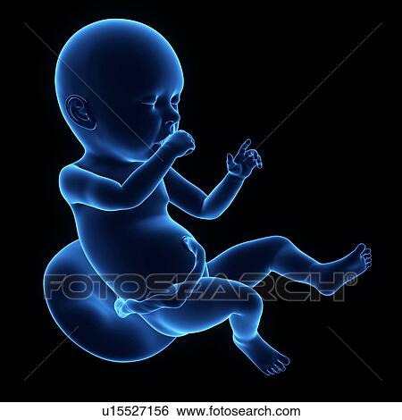 Human foetus age 36 weeks View Large Photo Image Stock Photograph - Human foetus age 36 weeks. Fotosearch