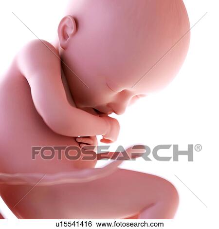 Stock Photograph - Human foetus age 36 weeks. Fotosearch