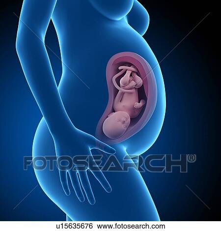 Stock Photograph - Human foetus age 36 weeks. Fotosearch