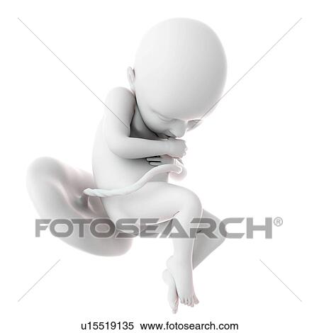 Human foetus age 36 weeks View Large Photo Image Stock Photography - Human foetus age 36 weeks. Fotosearch