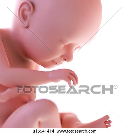 Human foetus age 37 weeks View Large Photo Image Picture - Human foetus age 37 weeks. Fotosearch