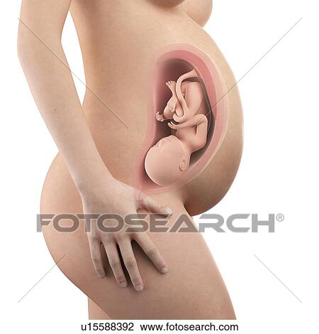 Stock Image - Human foetus age 37 weeks. Fotosearch