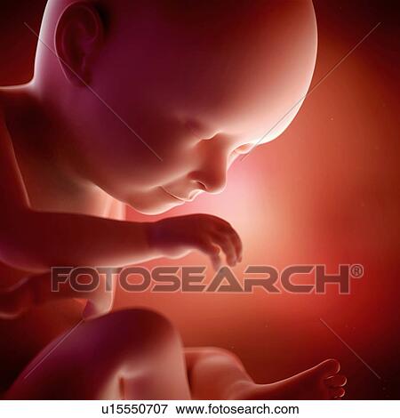 Human foetus age 37 weeks View Large Photo Image Stock Photo - Human foetus age 37 weeks. Fotosearch