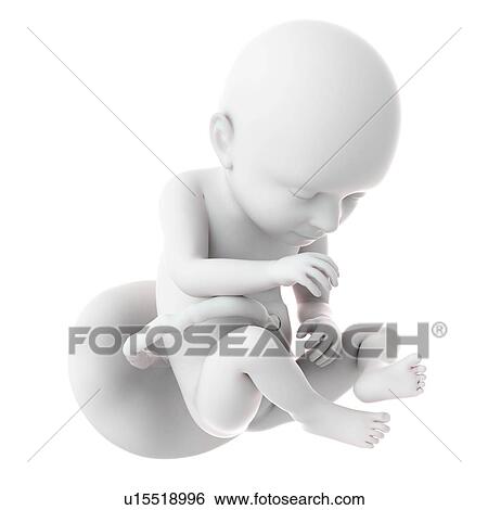 Stock Photograph - Human foetus age 37 weeks. Fotosearch