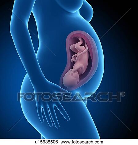 Human foetus age 37 weeks View Large Photo Image Stock Photograph - Human foetus age 37 weeks. Fotosearch