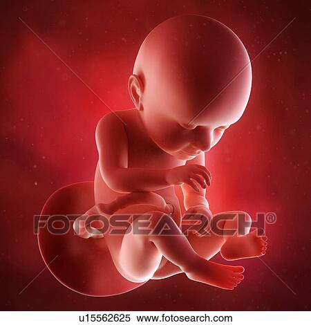 Stock Photography - Human foetus age 37 weeks. Fotosearch