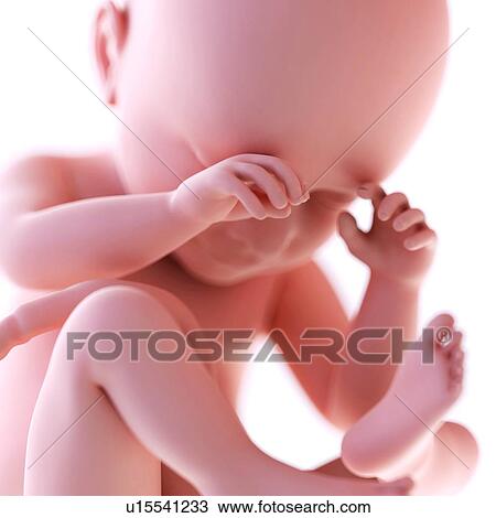 Stock Image - Human foetus age 38 weeks. Fotosearch