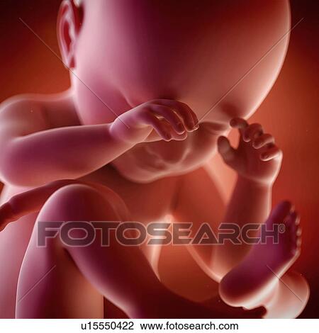 Stock Image - Human foetus age 38 weeks. Fotosearch