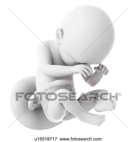 Stock Photo - Human foetus age 38 weeks. Fotosearch