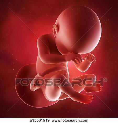 Human foetus age 38 weeks View Large Photo Image Stock Photo - Human foetus age 38 weeks. Fotosearch