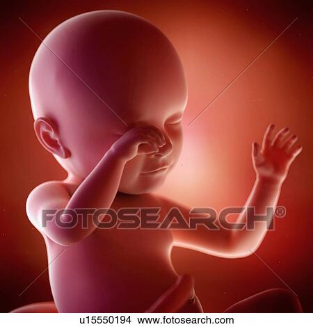 Picture - Human foetus age 39 weeks. Fotosearch