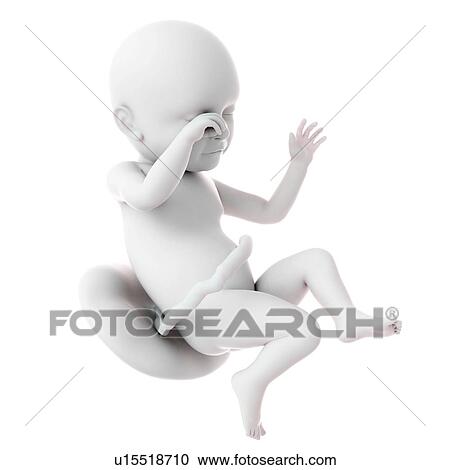 Human foetus age 39 weeks View Large Photo Image Stock Image - Human foetus age 39 weeks. Fotosearch