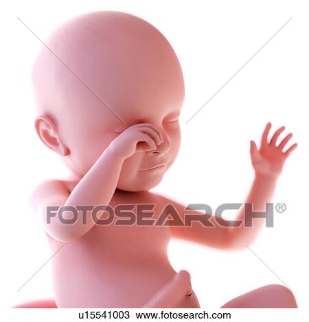 Stock Image - Human foetus age 39 weeks. Fotosearch
