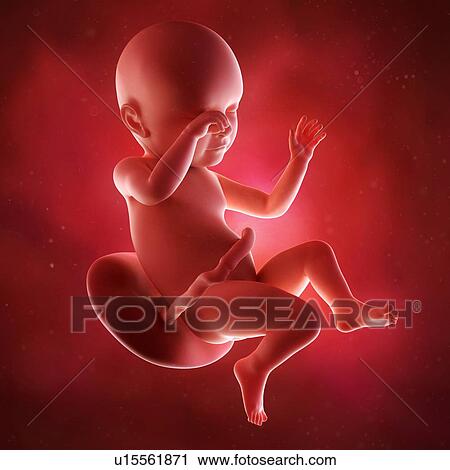 Stock Image - Human foetus age 39 weeks. Fotosearch