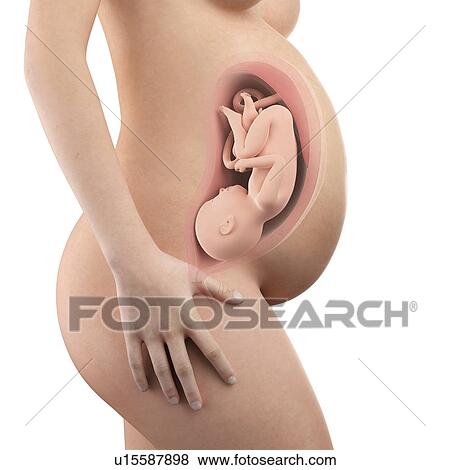 Human foetus age 39 weeks View Large Photo Image Stock Photo - Human foetus age 39 weeks. Fotosearch
